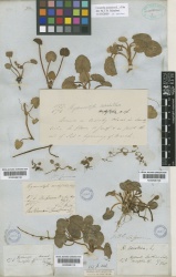 Centella asiatica Kew imageBarcode=K000686108 297453.jpg