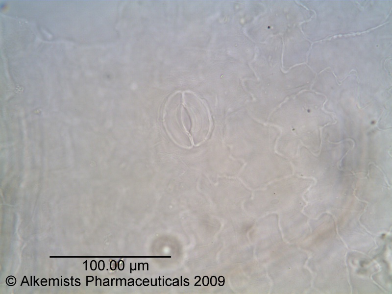 File:Sambucus nigra-1 - Alkemist Laboratories.jpg