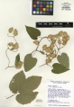 Humulus lupulus var pubescens Tropicos 100003862.jpg
