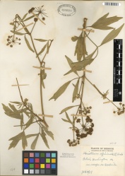 Levisticum officinale Tropicos 88150.jpg