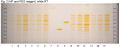 Tilia spp-NP and PEG reagent, white RT-hptclc-association.png