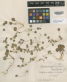 Centella asiatica Kew imageBarcode=K000686115 297461.jpg