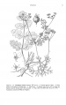 Coriandrum sativum Tropicos 72646.jpg