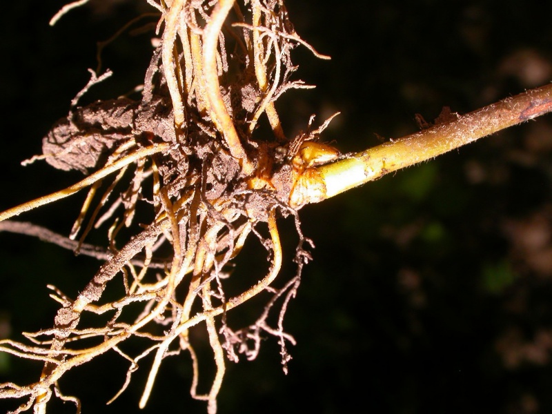 File:Hydrastis canadensis Tropicos 100002631.jpg