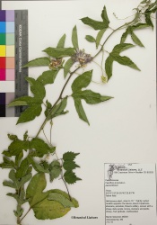 Passiflora incarnata - Botanical Liasons.jpg