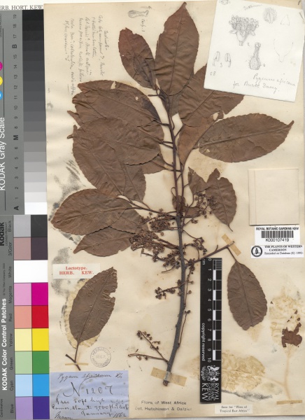 File:Prunus africana Kew barcode=K000107419 114974.jpg