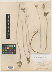 Salvia hispanica L. var. intonsa - Starr - 00000384.jpg