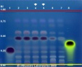 Elettaria cardamomum - Alkemists Laboratories.jpg