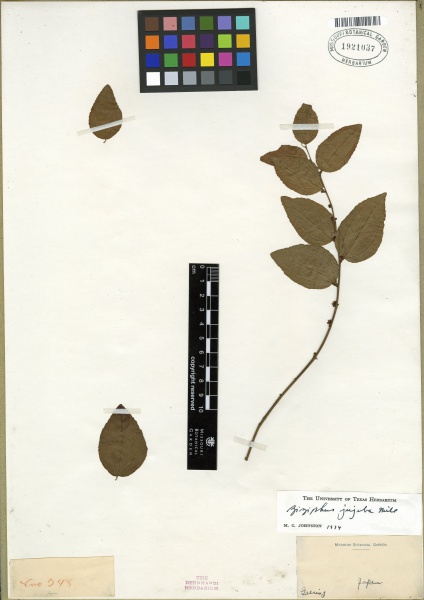 File:Ziziphus jujuba Tropicos 100184298 (S).jpg