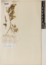 Artemisia absinthium Kew imageBarcode=K000891973 481570.jpg