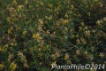 PlantaPhile - 116.jpg