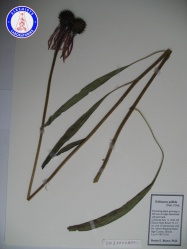 Echinacea pallida OA23004BMX1 A0103.jpg