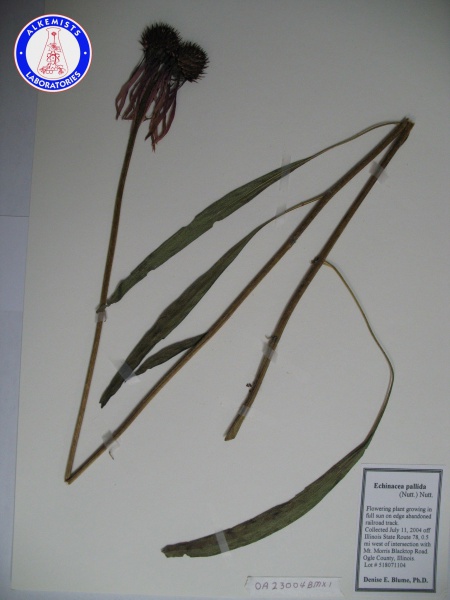 File:Echinacea pallida OA23004BMX1 A0103.jpg