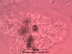 Hibiscus Alkemist Laboratories.jpg
