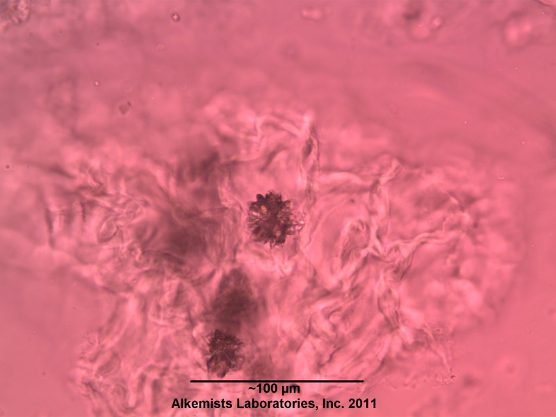 File:Hibiscus Alkemist Laboratories.jpg