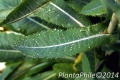 PlantaPhile - 149.jpg