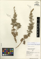 Artemisia absinthium Tropicos 100158913.jpg