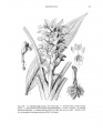 Curcuma longa Tropicos 36581.jpg