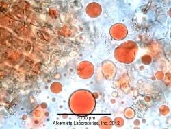 Capsicum annuum L. var annuum -Solanaceae- micro red oil.jpg