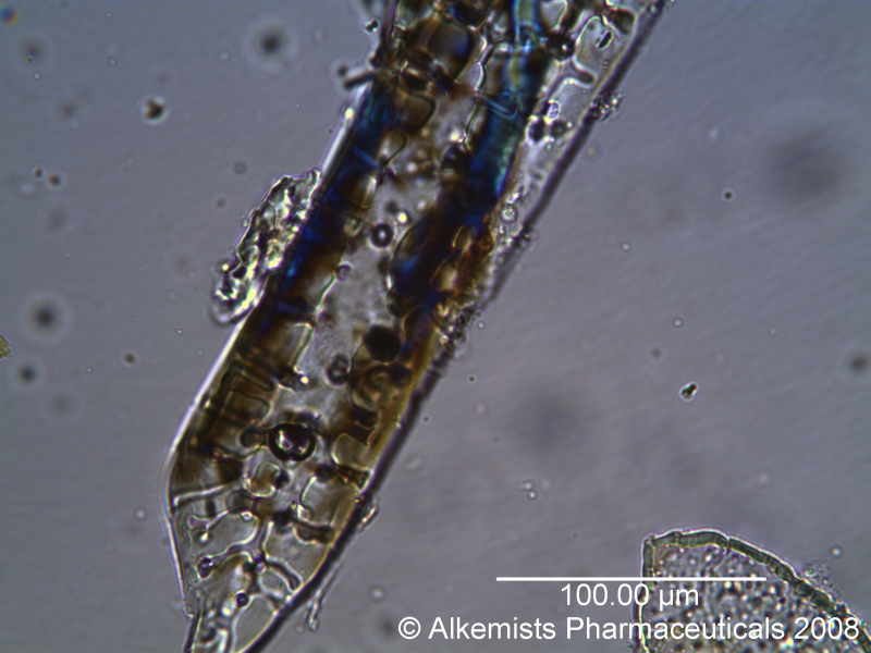File:Euterpe oleracea-2 - Alkemist Laboratories.png