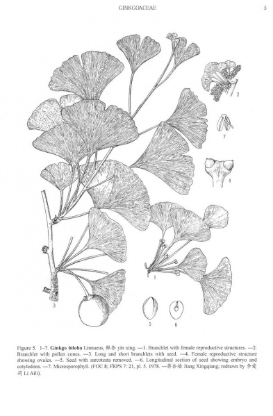 File:Ginkgo biloba Tropicos 35369.jpg