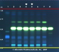 Hydrastis canadensis - Alkemists Laboratories.jpg