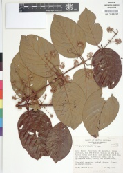 Uncaria tomentosa Tropicos 18535.jpg