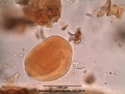 Smilax aristolochiifolia-1 - Alkemist Laboratories.jpg