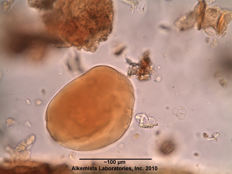 File:Smilax aristolochiifolia-1 - Alkemist Laboratories.jpg