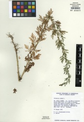 Artemisia annua Tropicos 88841.jpg