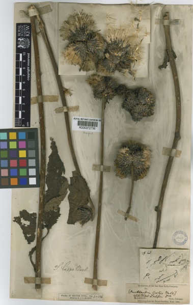 File:Saussurea costus Kew barcode=K000372736 369588.jpg