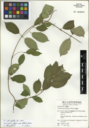 Gymnema sylvestre Tropicos 100149028.jpg