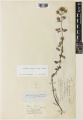 Origanum vulgare subsp. vulgare Kew barcode=K001070103 617711.jpg