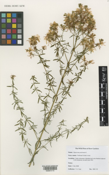 File:Hypericum perforatum Kew imageBarcode=K000914115 479681.jpg