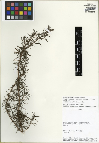 File:Rosmarinus officinalis Tropicos 100002347 (S).jpg