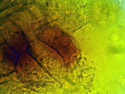 Curcuma longa - Alkemist Laboratories.png