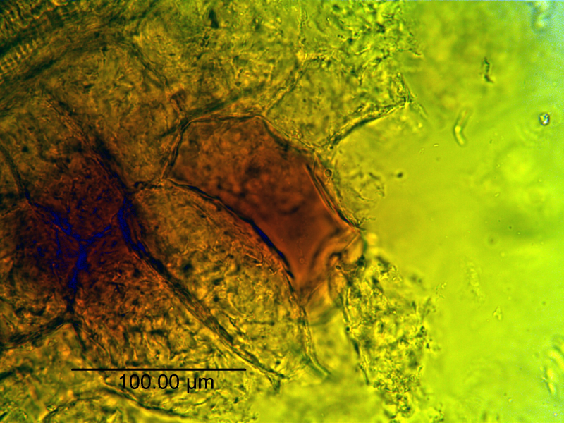 File:Curcuma longa - Alkemist Laboratories.png