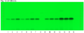 Carum carvi fruit-UV 254 nm-hptlc-association.png