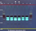 Piper methysticum - Alkemists Laboratories.jpg