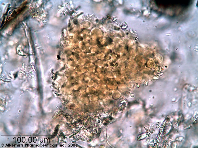 File:Nasturtium officinale-1 - Alkemist Laboratories.jpg