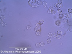 Sambucus nigra - Alkemist Laboratories.jpg