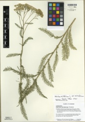 Achillea millefolium Tropicos 88582.jpg