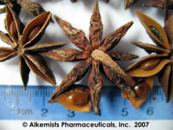 Alkemist-illicium-verum-1-macro.png