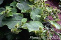 PlantaPhile - 016.jpg