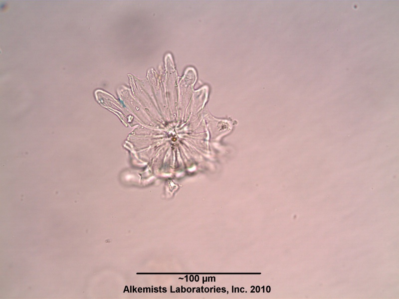File:Olive leaf Alkemist Laboratories.jpg