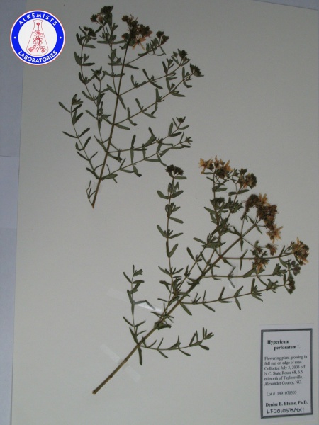File:Hypericum perforatum LF20105BMX1 A0155.jpg