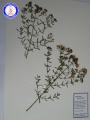 Hypericum perforatum LF20105BMX1 A0155.jpg