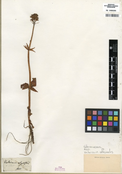 File:Valeriana officinalis Tropicos 100187916.jpg