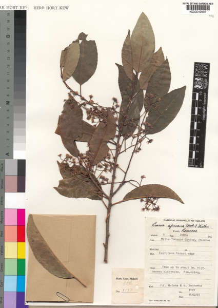 File:Prunus africana Kew barcode=K000049597 68910.jpg
