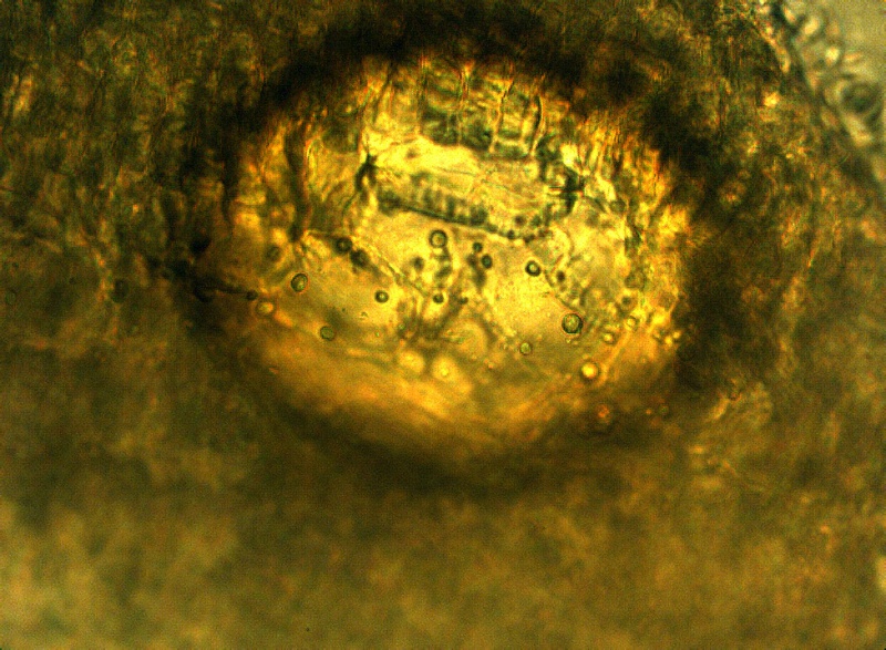 File:St johns wort secretory cell phytolab.jpg